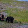Ursa Grizzly e seu filho se alimentam ao lado de rio na região de Many Glacier, no Glacier Nacional Park, em Montana, nos Estados Unidos